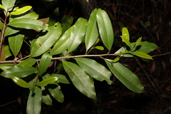 Litsea reticulata