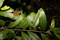 Litsea reticulata