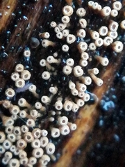 Cyphellaceae