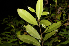 Litsea reticulata