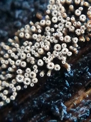 Cyphellaceae