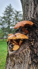 Pholiota