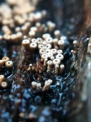 Cyphellaceae