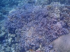 Acropora hemprichii