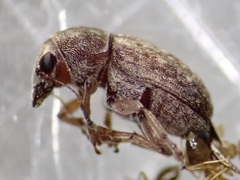 Araecerus