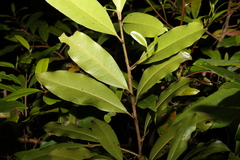 Litsea reticulata