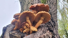 Pholiota