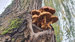 Pholiota