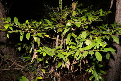 Litsea reticulata