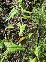Trapezites symmomus