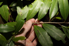 Litsea reticulata