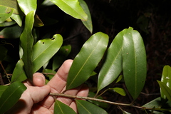 Litsea reticulata