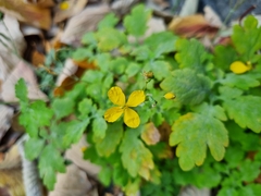 Chelidonium asiaticum