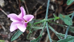 Convolvulus cantabrica