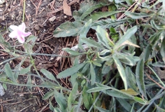 Convolvulus cantabrica