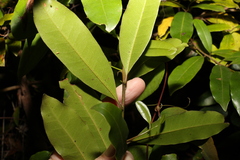 Litsea reticulata