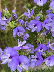 Psoralea aculeata