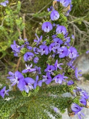 Psoralea aculeata