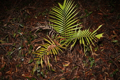 Archontophoenix cunninghamiana
