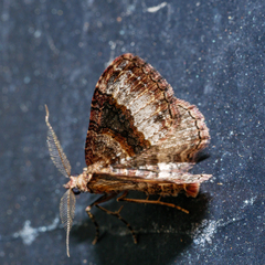 Larentiinae