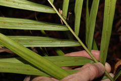 Archontophoenix cunninghamiana