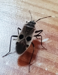 Physopelta fusciscutellata