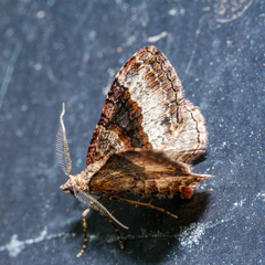 Larentiinae