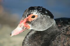 Cairina moschata domestica