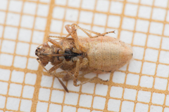 Rhopalus parumpunctatus