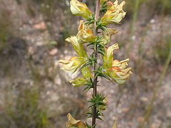 Aspalathus acuminata
