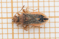 Rhopalus parumpunctatus