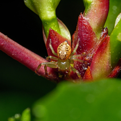 Diaea ambara