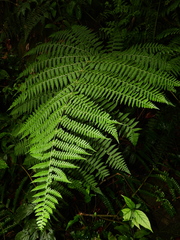 Dennstaedtia obtusifolia
