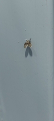 Clogmia albipunctata