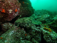 Orectolobus maculatus