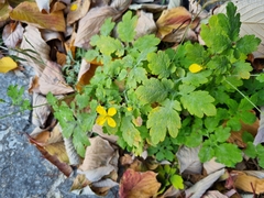 Chelidonium asiaticum