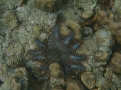Acanthaster planci