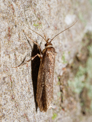 Atomotricha