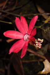 Passiflora glandulosa