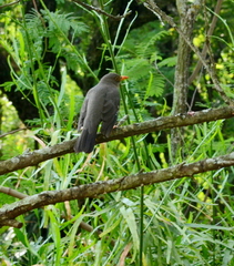 Turdus smithi