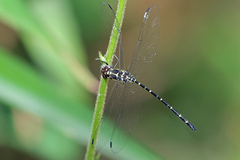 Eusynthemis nigra
