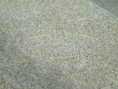 Sand Sole photo 4