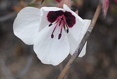 Pelargonium tricolor