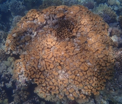 Goniastrea stelligera