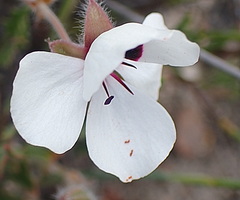 Pelargonium tricolor