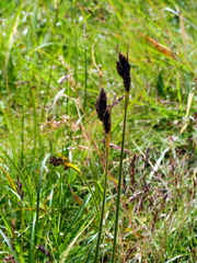 Carex atrata