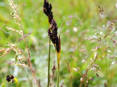 Carex atrata