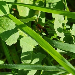 Ctenochares bicolorus