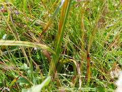 Carex atrata
