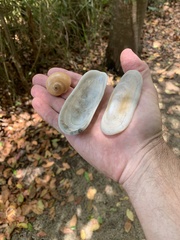 Scutus antipodes